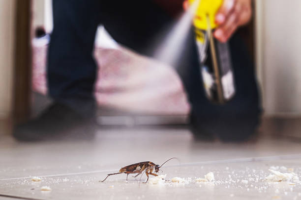 Best Affordable Pest Control Services  in Manchester Center, VT